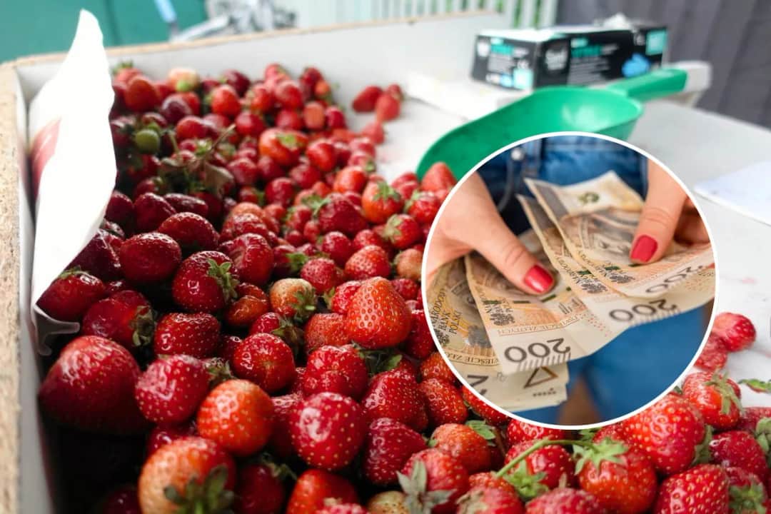 Ile można zarobić na 1 ha truskawek? Zaskakujące fakty o zyskach