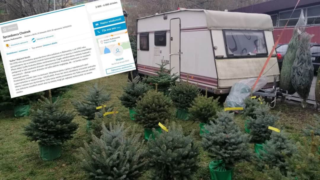 Ile można zarobić na choinkach? Sprawdź realne zyski i koszty